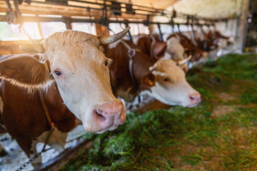 Beef cattle in barn eating fresh grass feed — SeaTrace™ SC-1 for feed efficiency and methane reduction