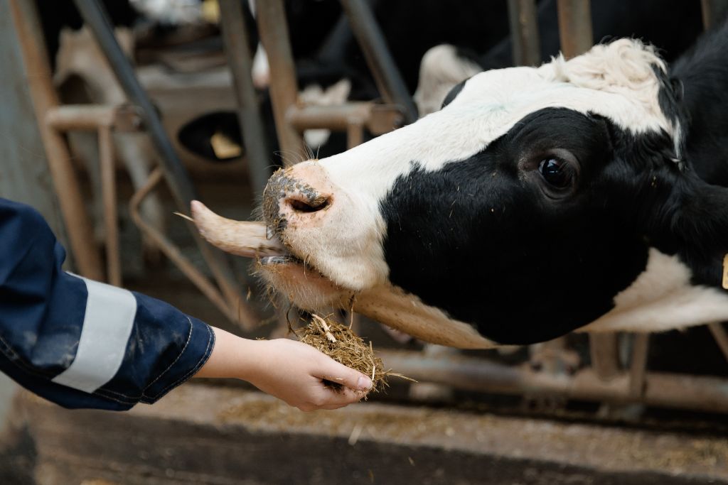 Researcher hand-feeding a dairy cow with a seaweed-based feed additive — SeaTrace™ SC-1 precision nutrition trial