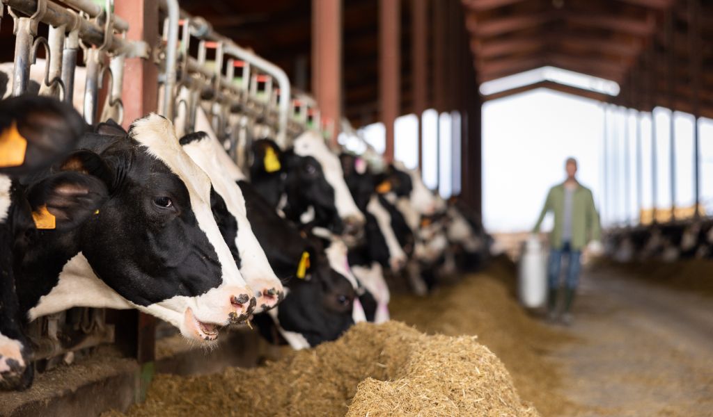 Beef cattle farm — SeaTrace™ SC-1 for feed efficiency and methane reduction