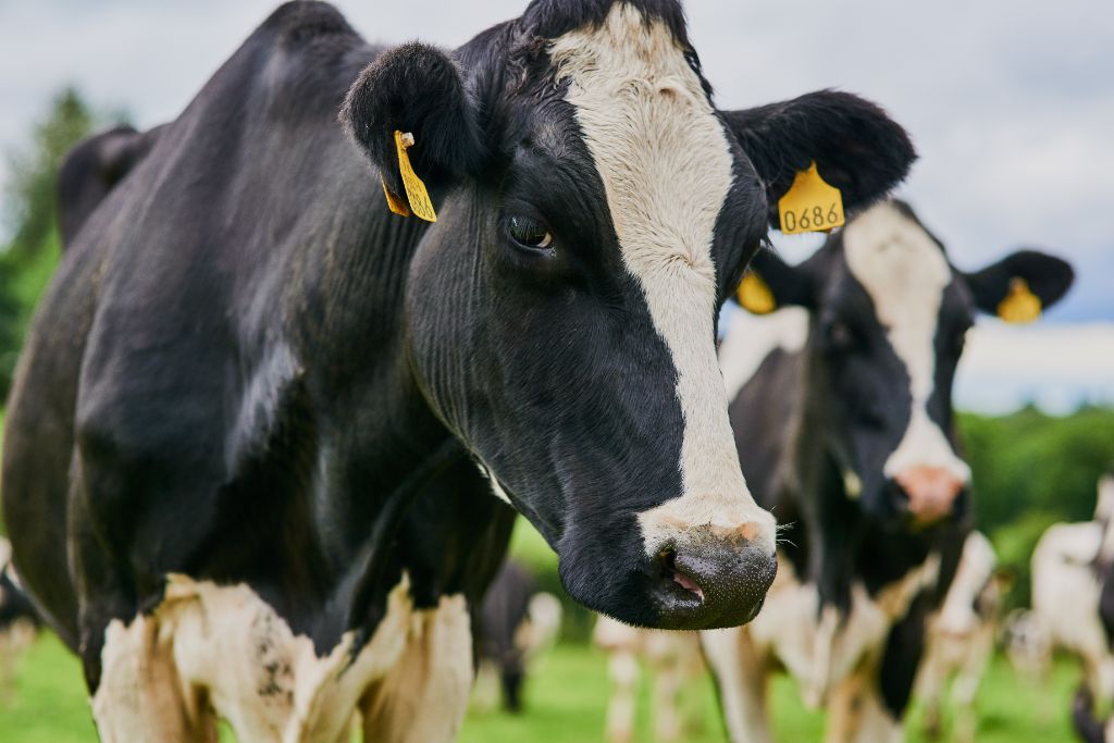 Holstein dairy cows in a pasture — AENON climate-smart feed solutions