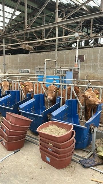 Beef cattle at individual feeding stations — AENON methane reduction feed additive