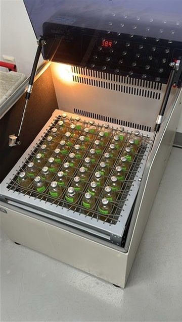 Vial samples in shaking incubator at 38.9°C — rumen fermentation sample analysis