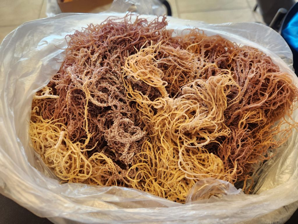 Eucheuma denticulatum (Spinosum)